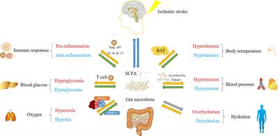 The Impact of Gut Microbiota on Post-Stroke Management